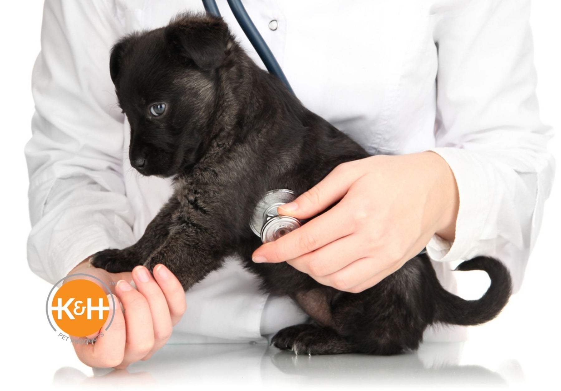 Is your dog's heart rate normal? Heart rate, respiratory rate, and body temperature can provide indications of your dog's health.
