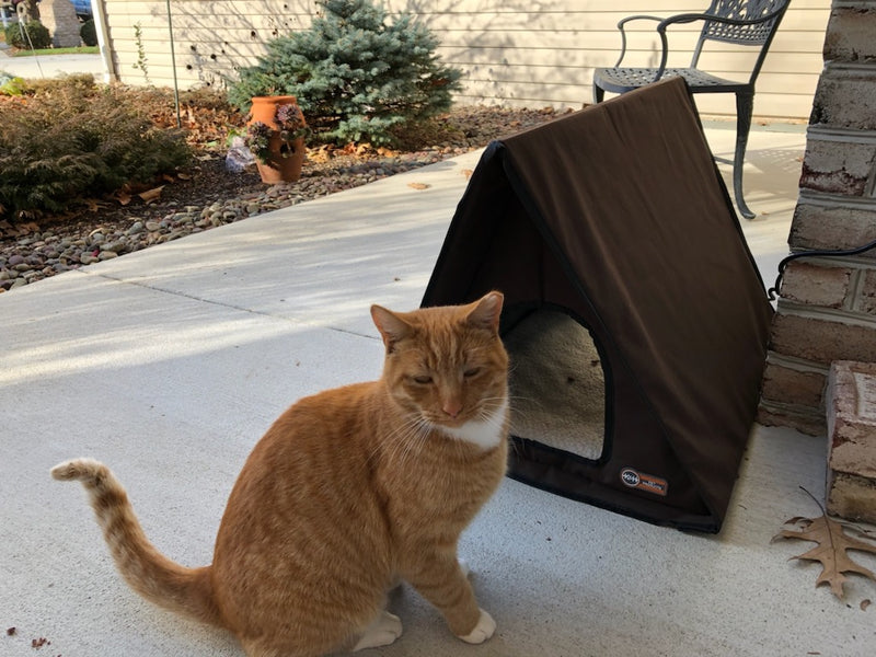 Can An Outdoor Cat Become An Indoor Cat Outdoor Multi Kitty A Frame FredsFront 1200x600 Crop Center ?v=1690312437