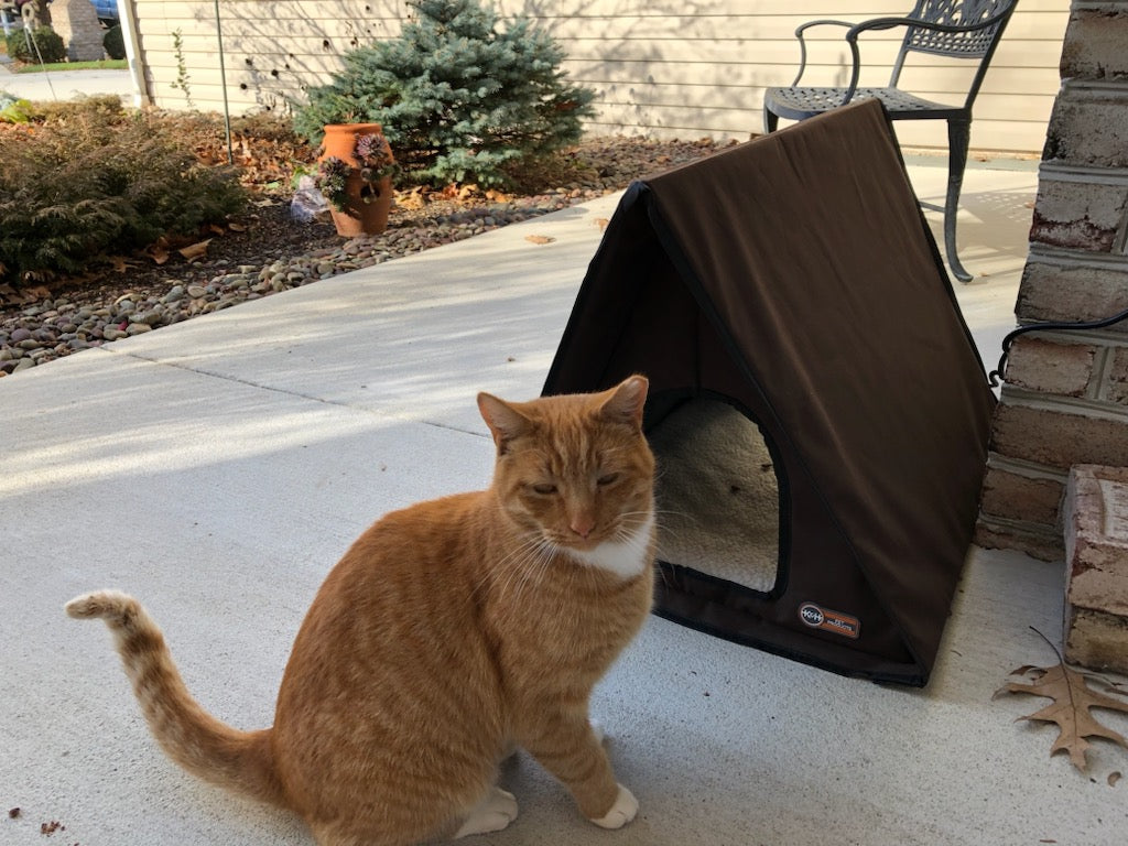 How To Make Outdoor Cat Indoor