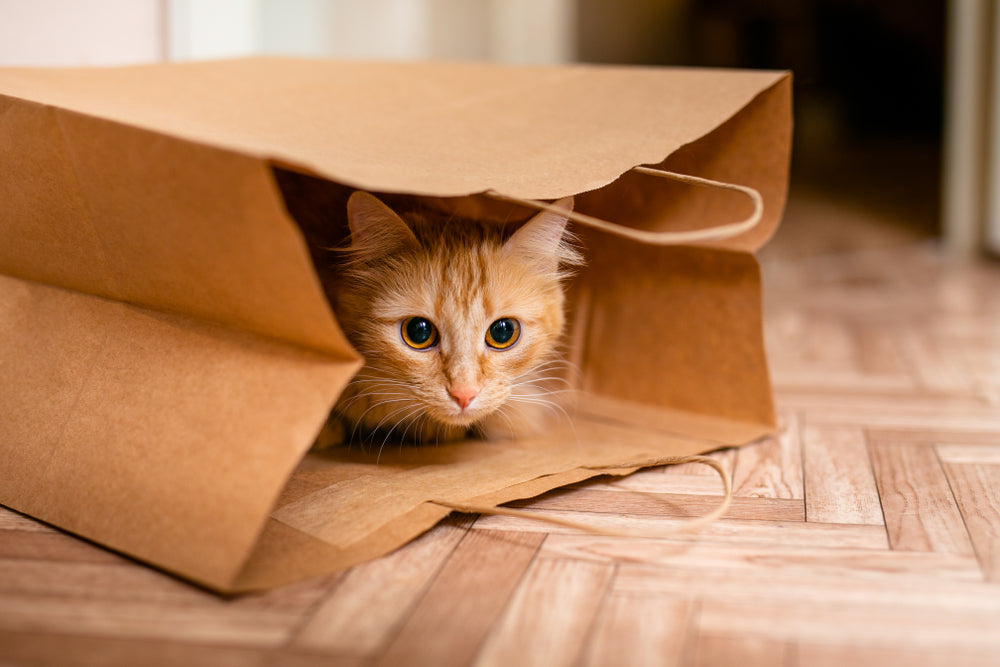 Your cat may look really cute when he hides. But while it's often normal, hiding can sometimes be a sign of other issues.