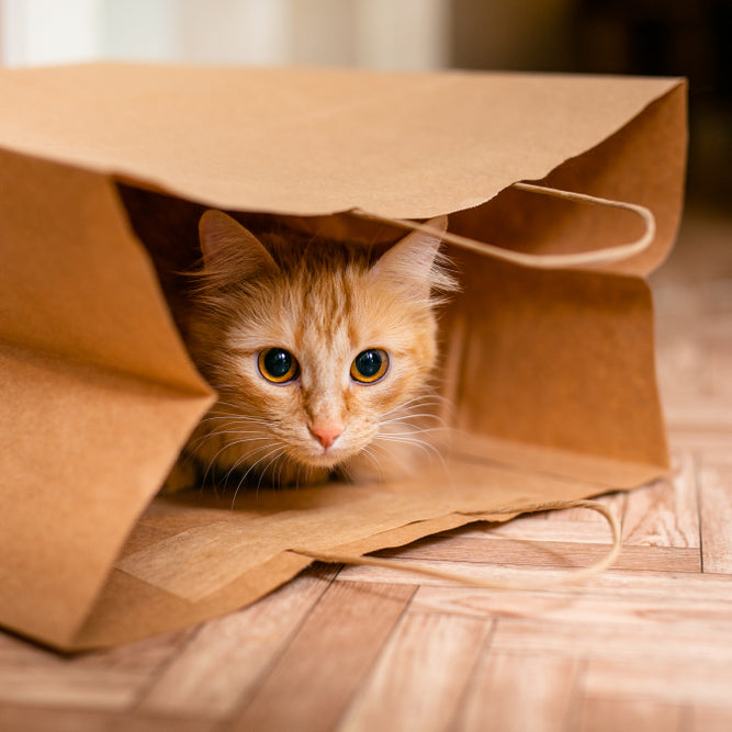 Your cat may look really cute when he hides. But while it's often normal, hiding can sometimes be a sign of other issues.