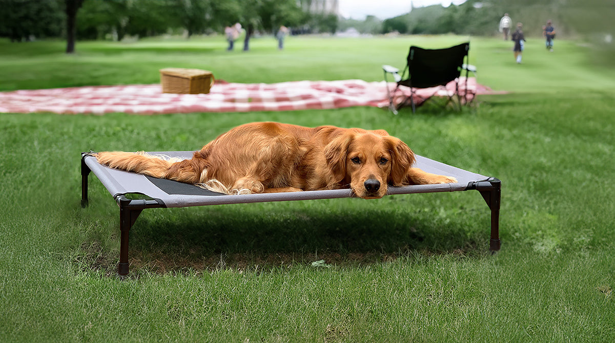 Give your dog a place to sleep off the ground with a K&H Pet Cot.