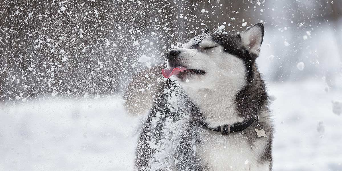 Do Dogs Like Snow? — K&H Pet Products
