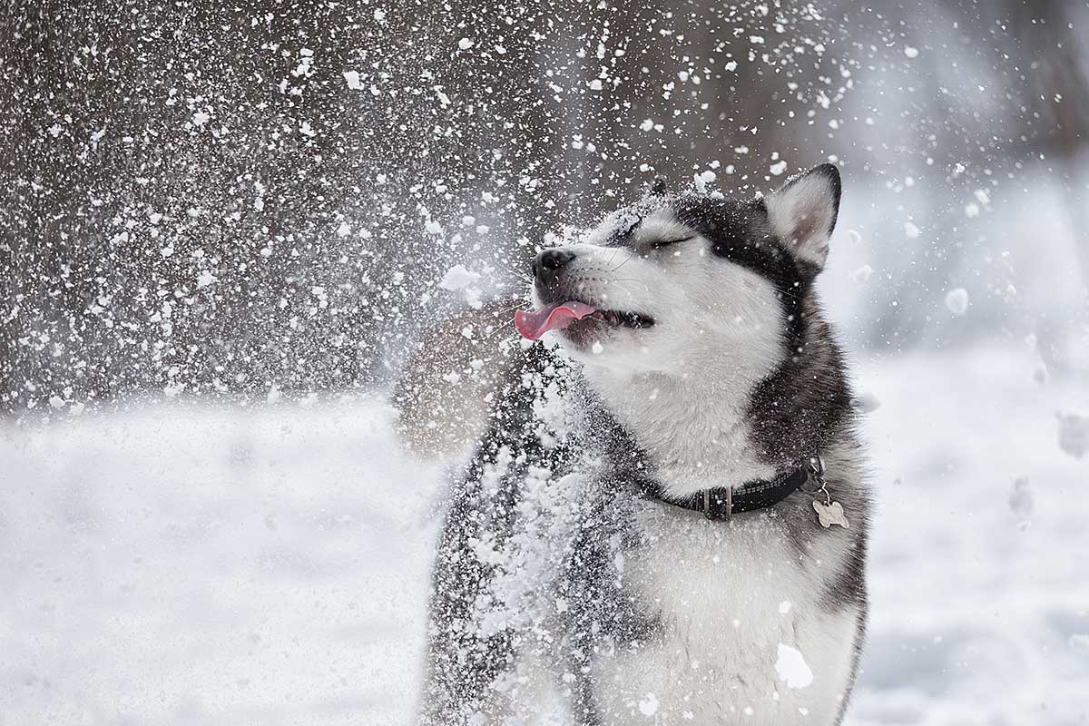 Keeping your dog safe and warm during winter fun is important. Here's how.