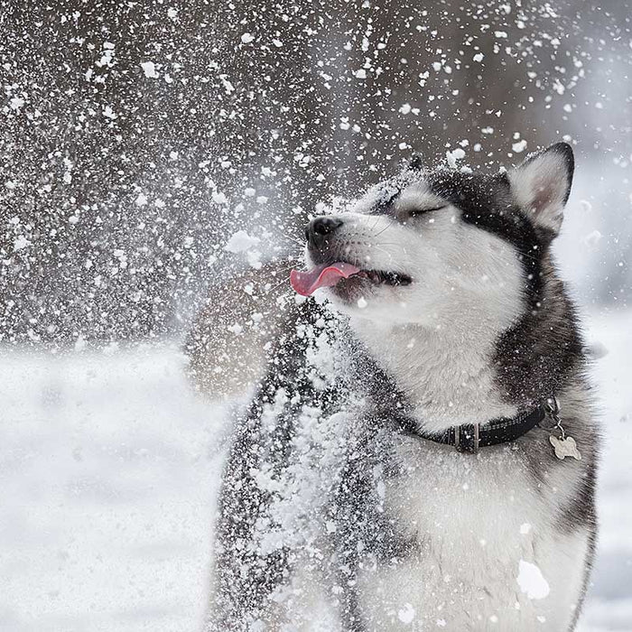 Keeping your dog safe and warm during winter fun is important. Here's how.