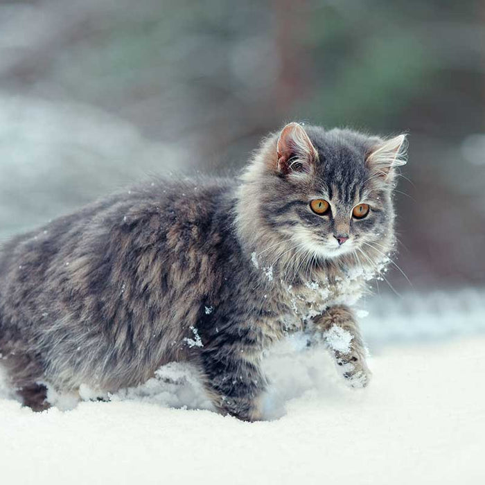 Cats prefer the warmth of a sunny window, but do cats like snow?
