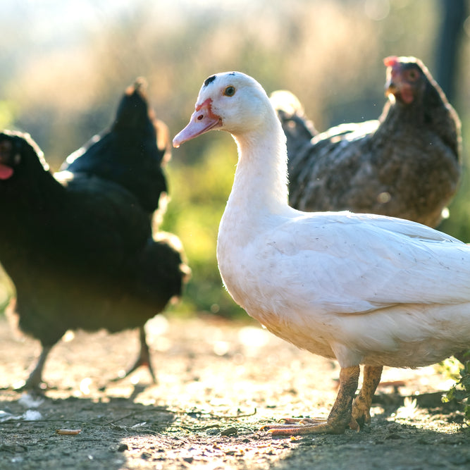 Navigating the ducks vs. chickens debate? Both have pros and cons. Here's how to choose the right bird for your hobby farm.