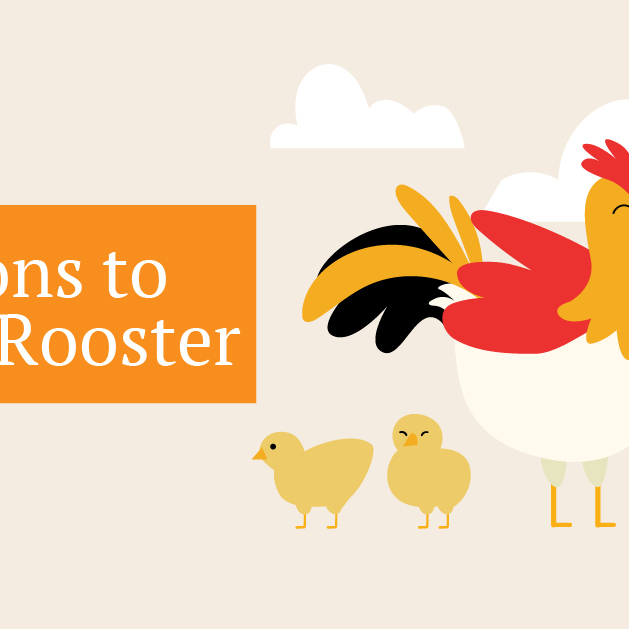 Is a pet rooster right for you? Here are 7 reasons to keep a rooster.