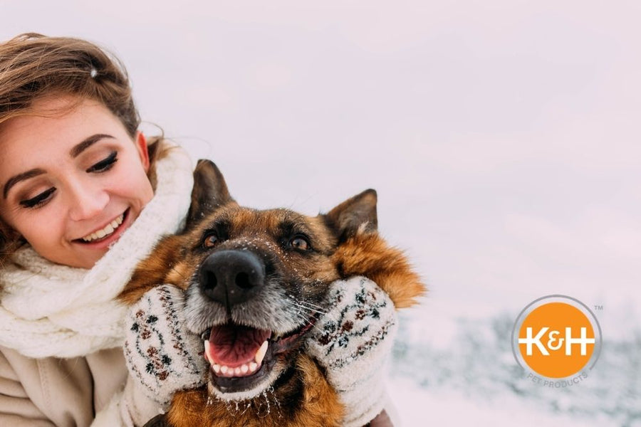 How Cold Is Too Cold for Your Dog? — K&H Pet Products