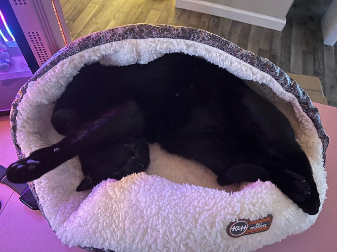 How Heated Pads Improve a Pet’s Quality of Life (Comfort, Routine, and Warmth)