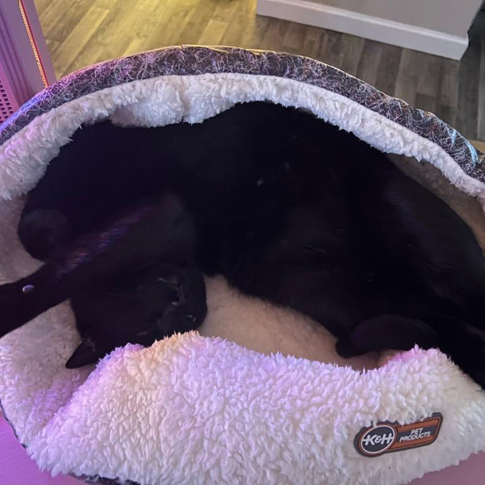 How Heated Pads Improve a Pet’s Quality of Life (Comfort, Routine, and Warmth)