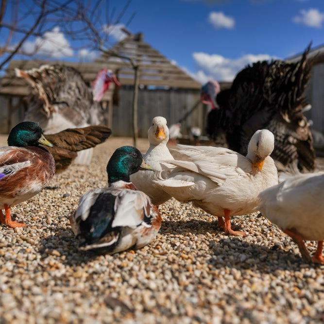 Ducks need room to roam. Learn how much space ducks need in our latest blog.