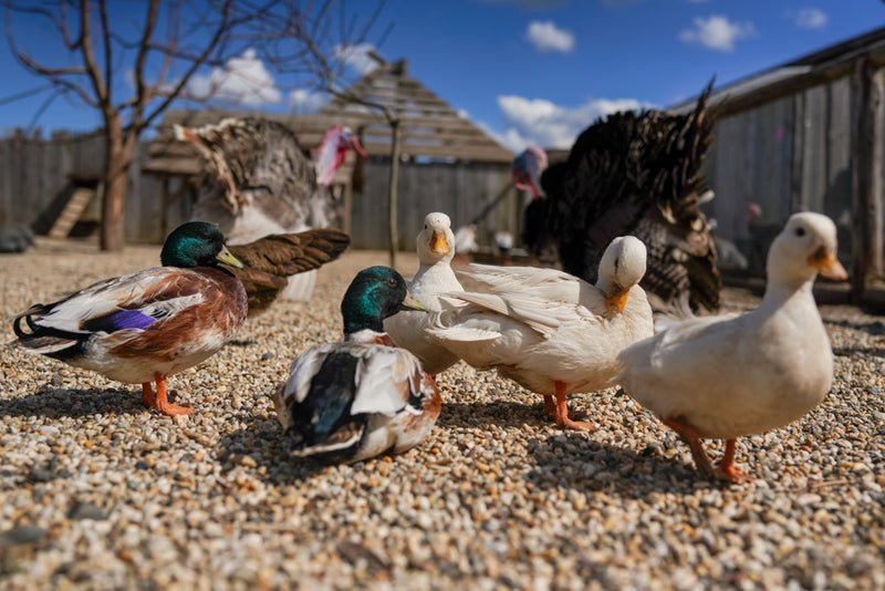 How much yard space do pet ducks need K H Pet Products