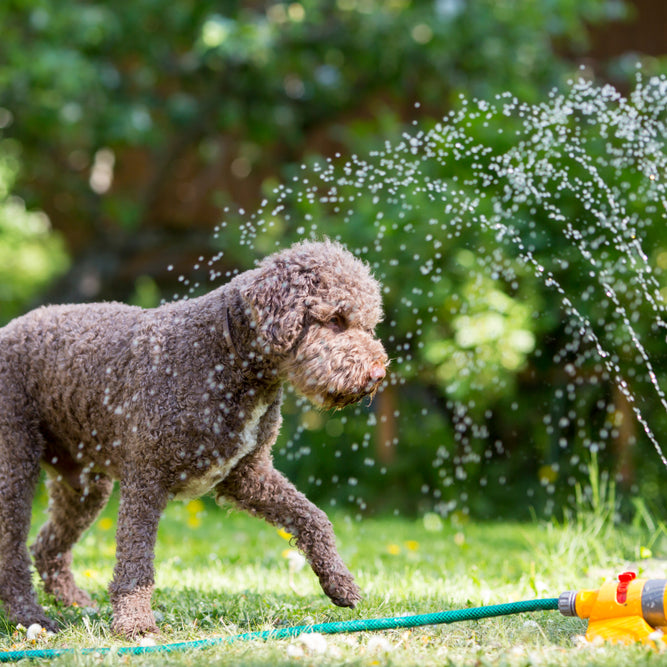 How to Cool a Dog Down