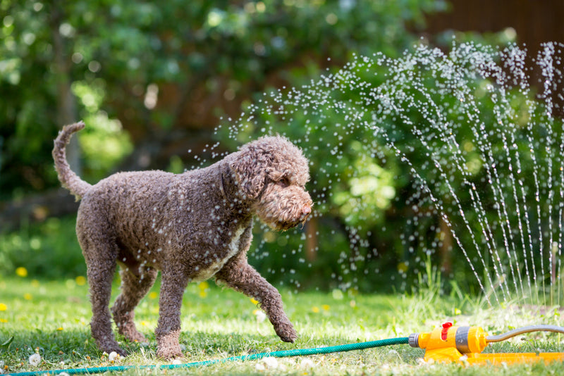 how to cool down an old dog