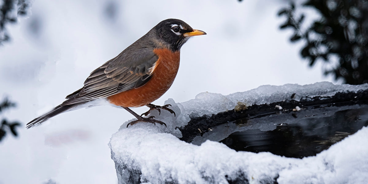 How to Keep Your Birdbath from Freezing — K&H Pet Products