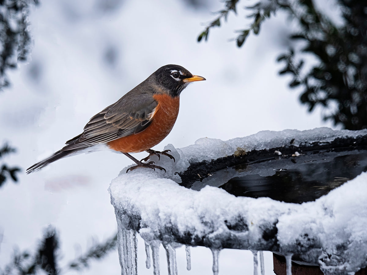 When you keep your birdbath from freezing, backyard birds will have a helpful, reliable water source all winter long.