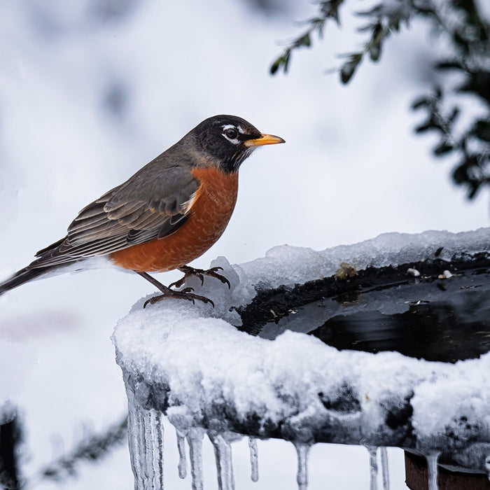 When you keep your birdbath from freezing, backyard birds will have a helpful, reliable water source all winter long.