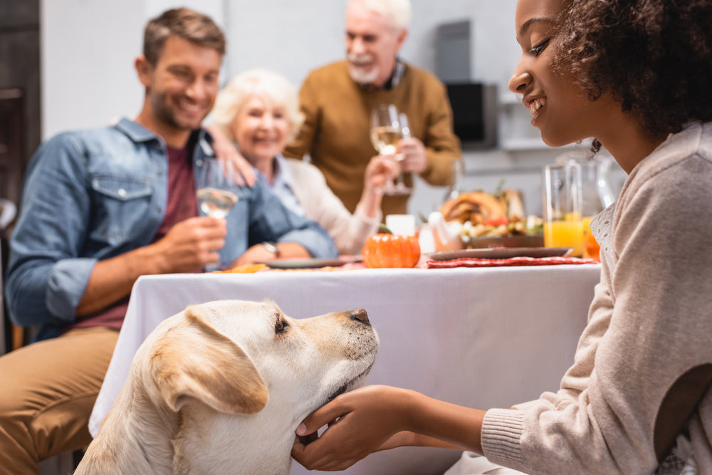 With a little training, you can teach your dog not to beg during your Thanksgiving meal.