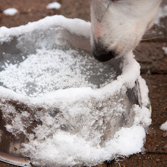 Check out these tips, ideas and solutions to keep your dog's water from freezing.