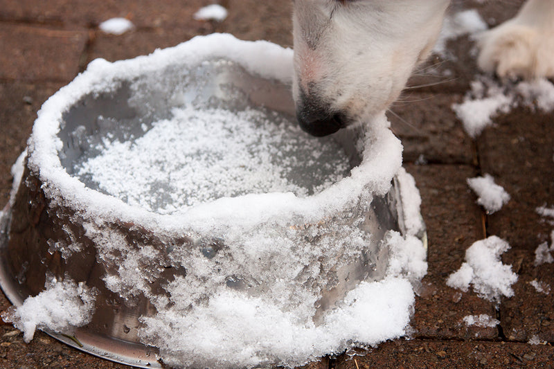No freeze dog water bowl discount