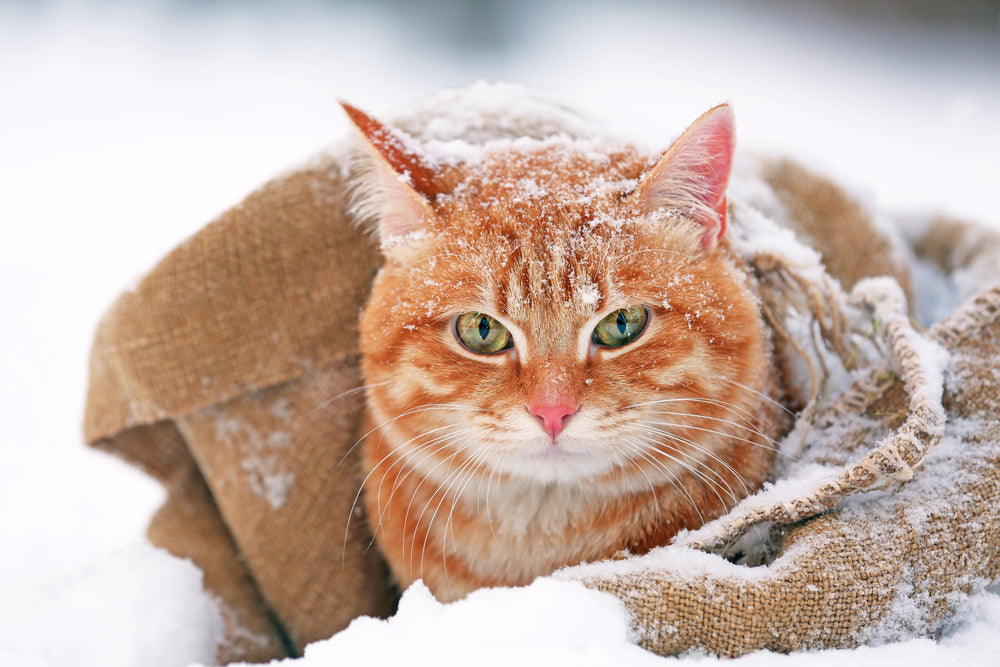 You can keep your outdoor cat cozy and warm this winter with the right shelter.
