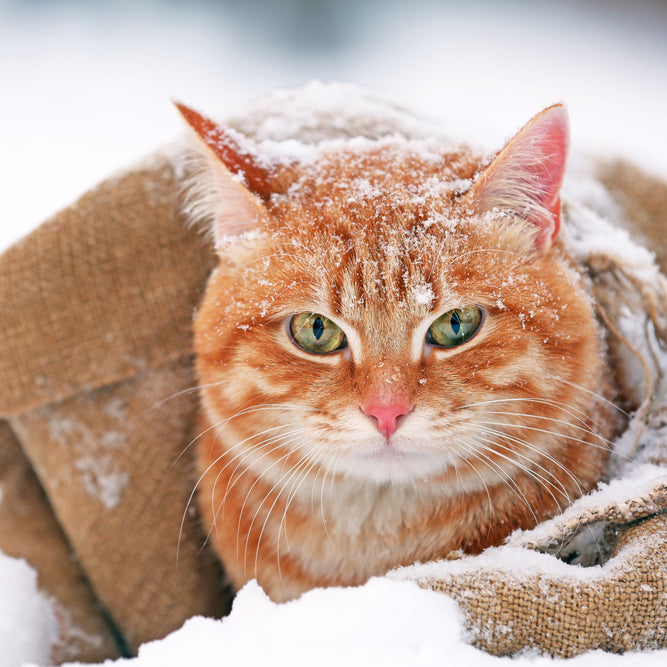 You can keep your outdoor cat cozy and warm this winter with the right shelter.