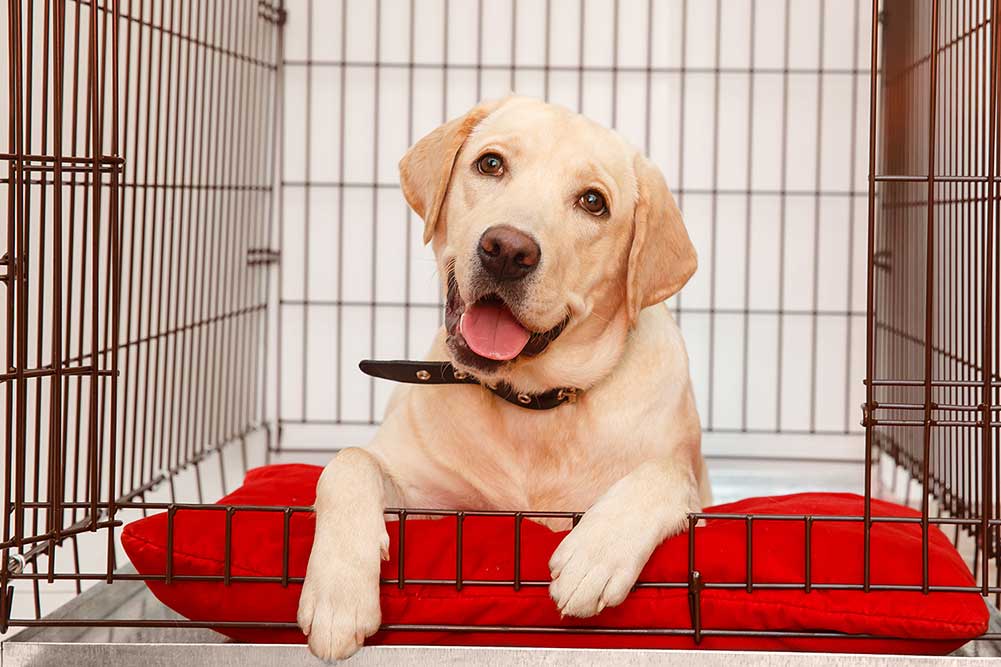 With time and patience, you can crate train your older dog.