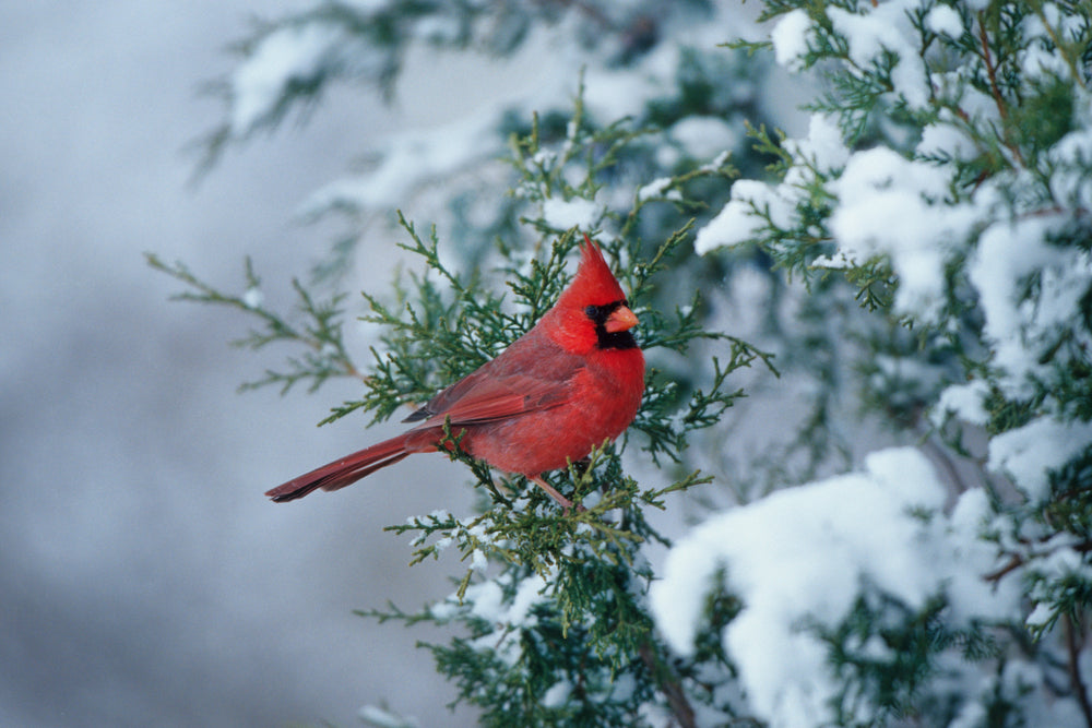 Products and tips to keep wild birds warm and healthy during the winter months.