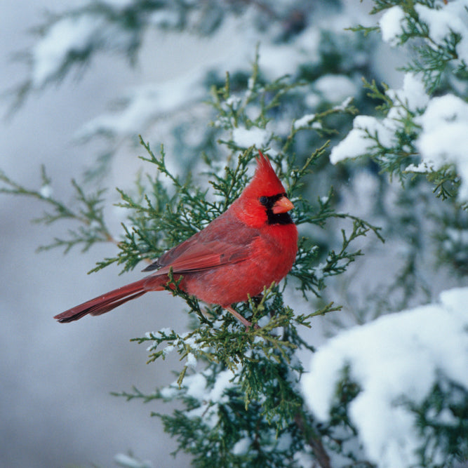 Products and tips to keep wild birds warm and healthy during the winter months.
