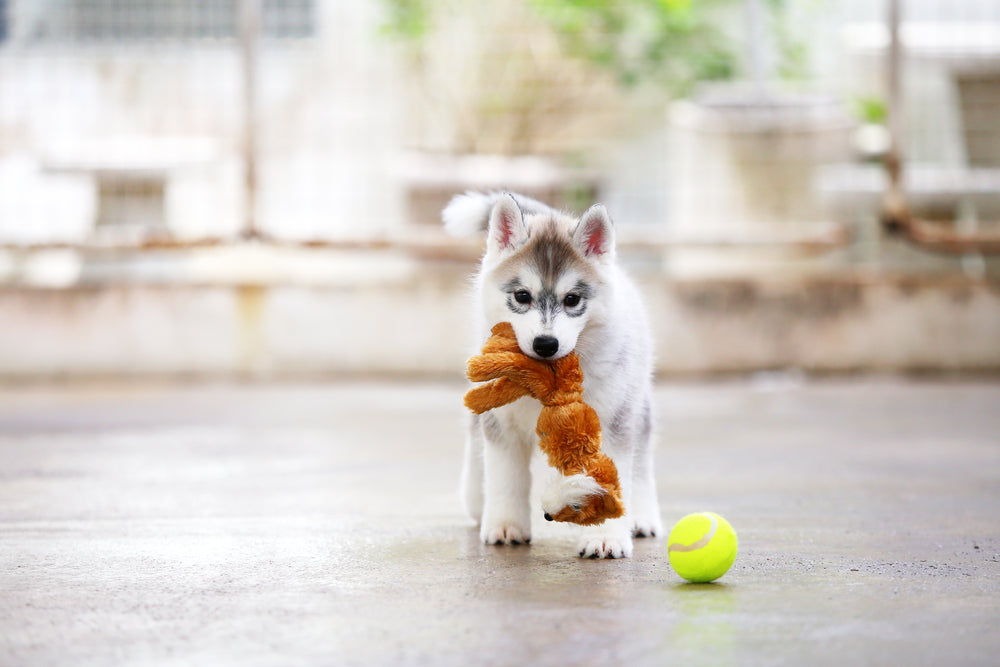 Husky Toys - Engaging Toys for Your Energetic Husky