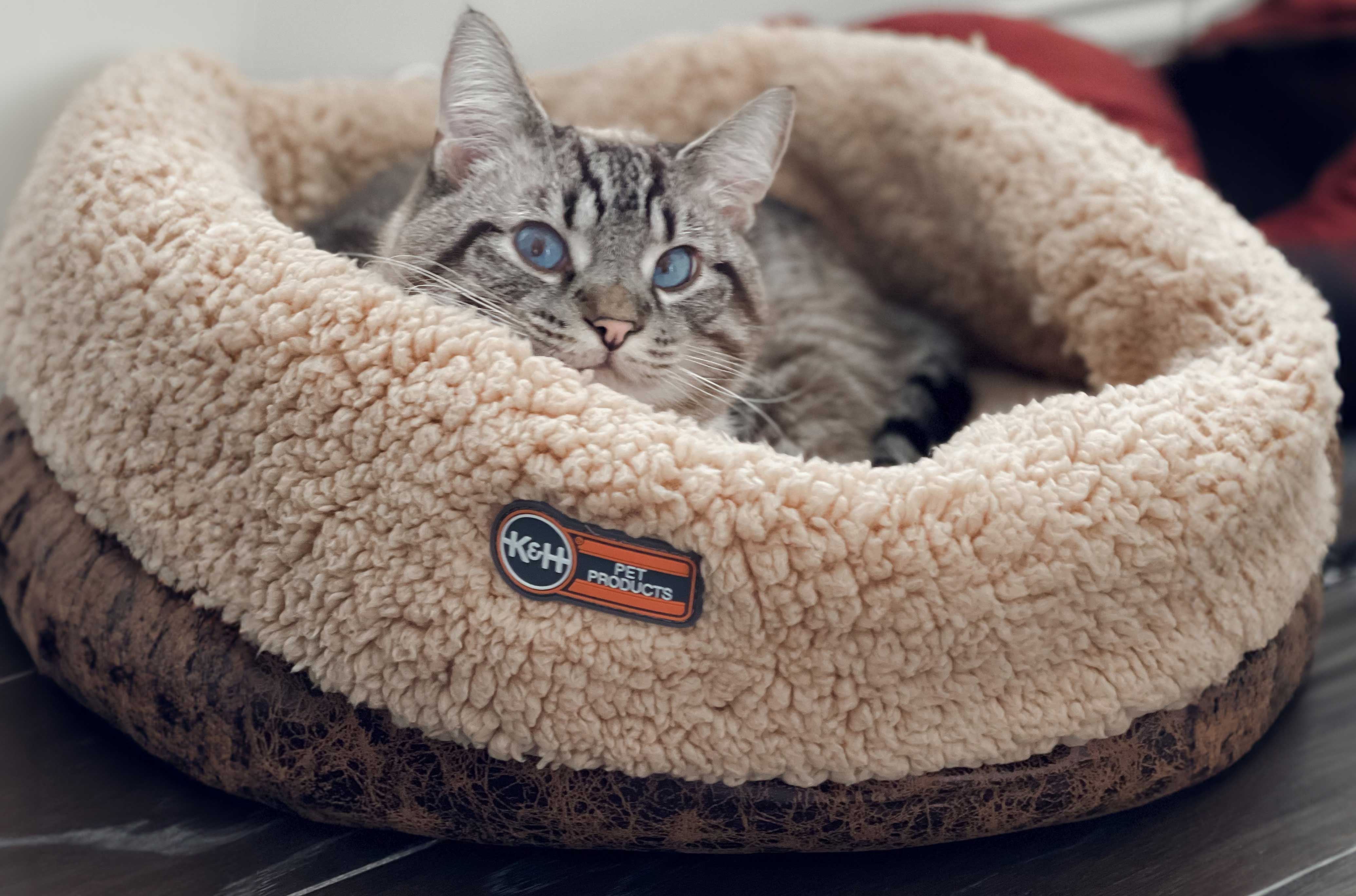 How to wash a cat bed — K&H Pet Products