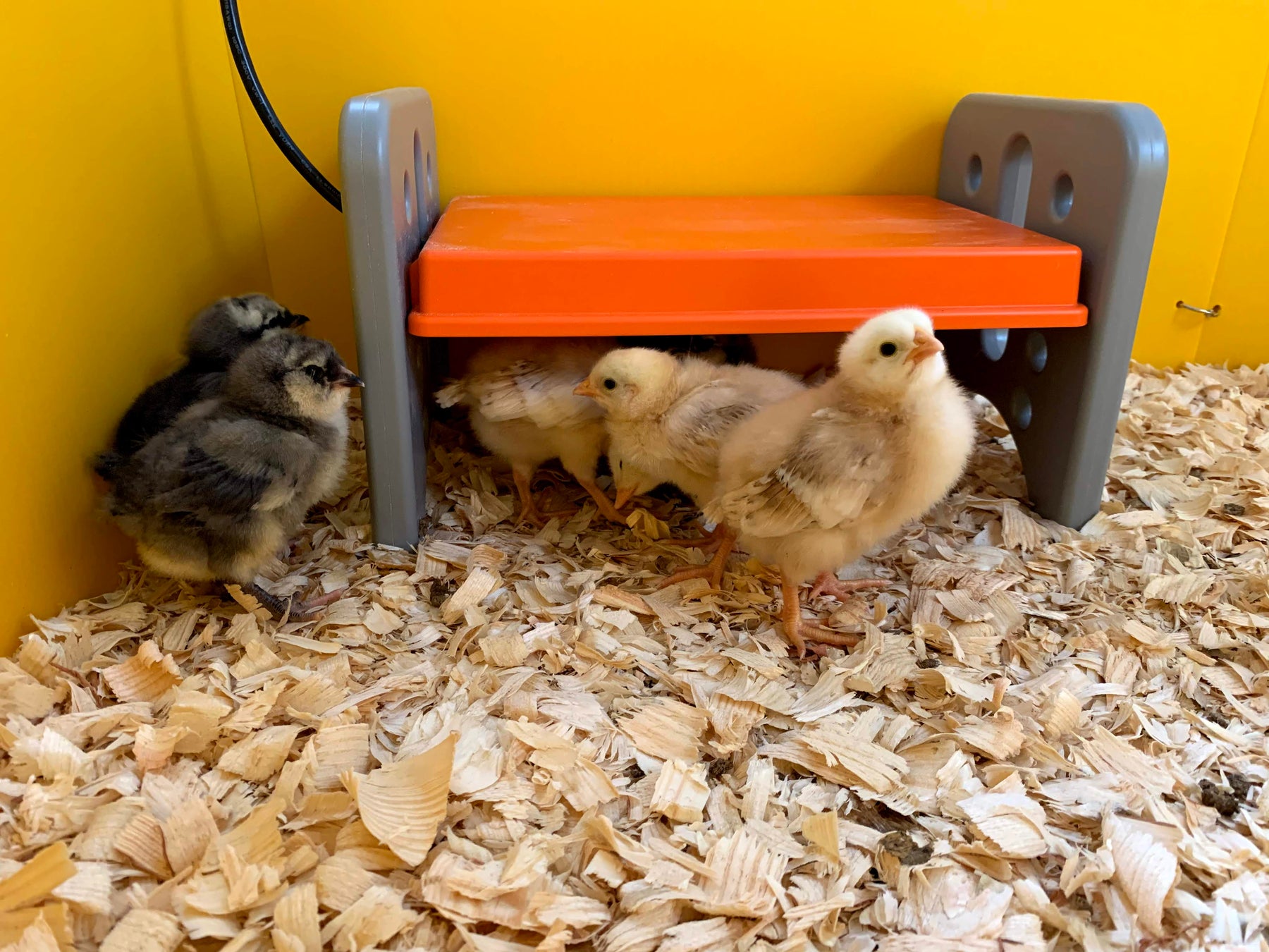 Your chicks need to stay warm, so if you're looking for an alternative to a heat lamp, here are some helpful solutions.