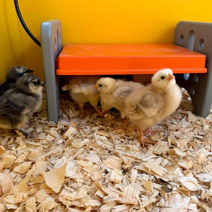 Your chicks need to stay warm, so if you're looking for an alternative to a heat lamp, here are some helpful solutions.