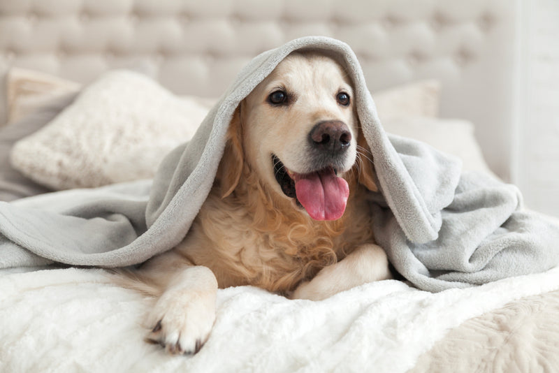 Is it safe for my dog to sleep under the covers? — K&H Pet Products