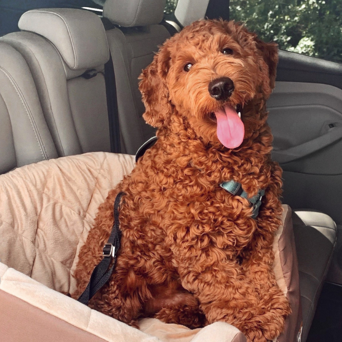 Distraction-free travel with dog in a Bucket Booster car seat by K&H Pet