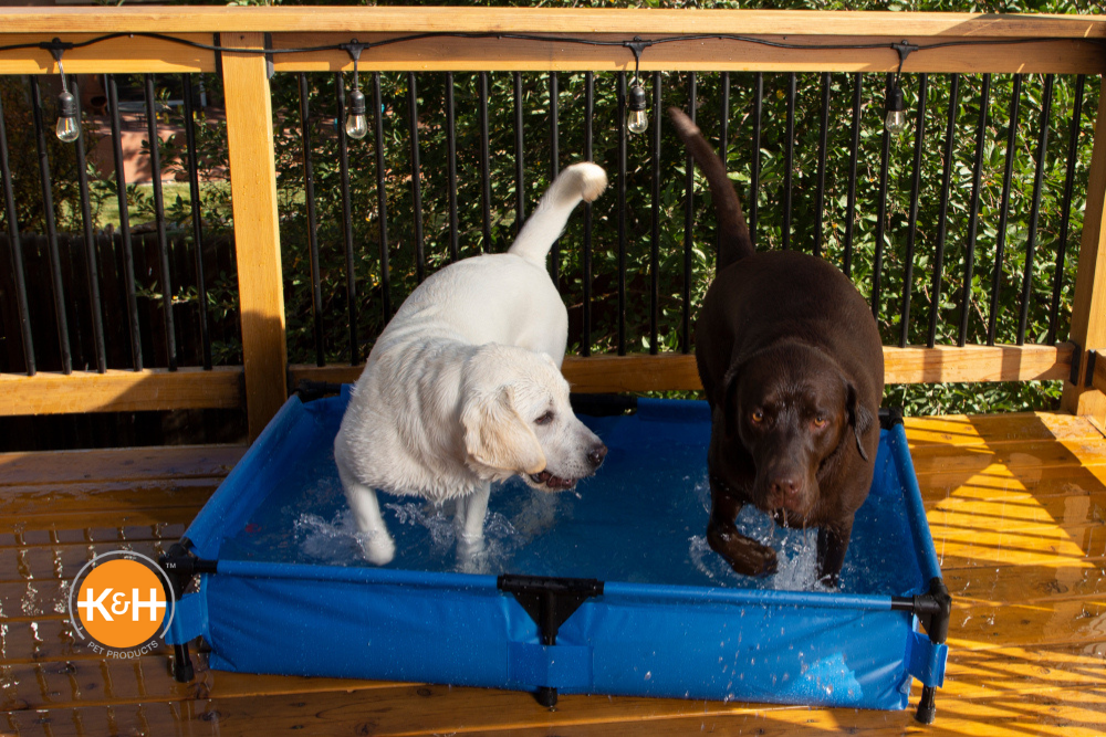 Does My Dog Need a Pet Pool?