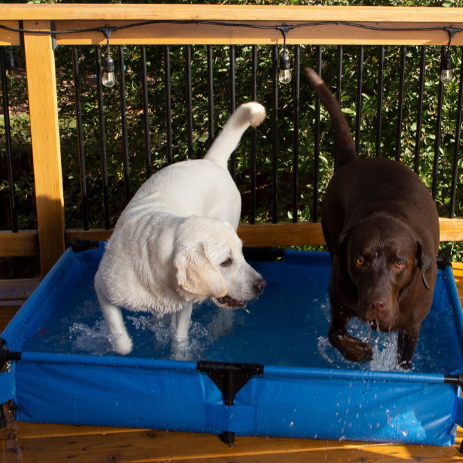 Does My Dog Need a Pet Pool?