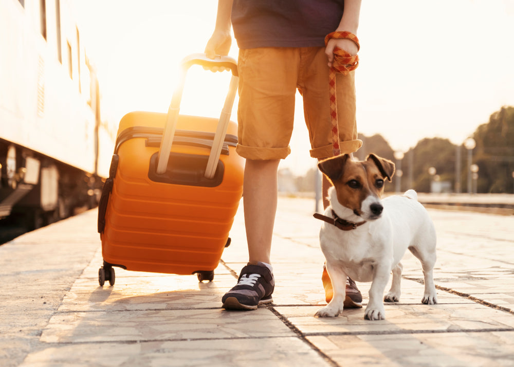 Traveling with your dog can be fun as long as you put safety first. We've got 6 tips for you to consider.
