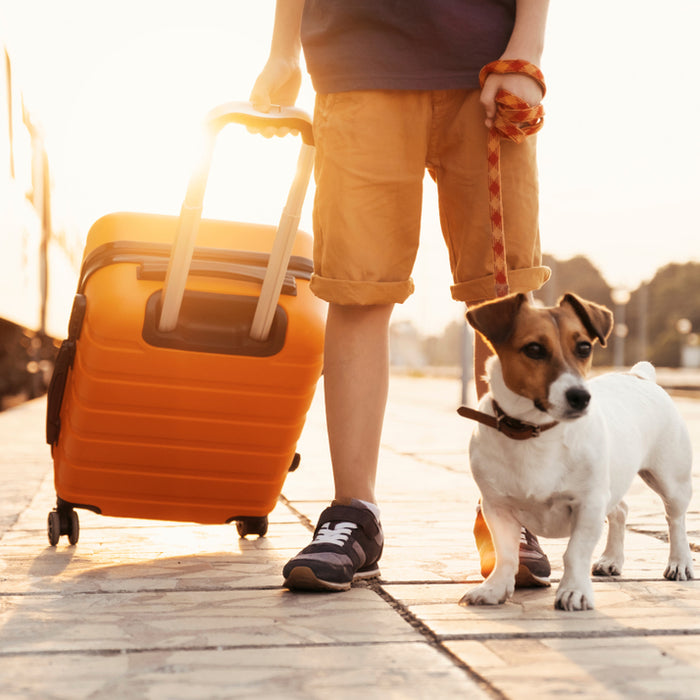 Traveling with your dog can be fun as long as you put safety first. We've got 6 tips for you to consider.