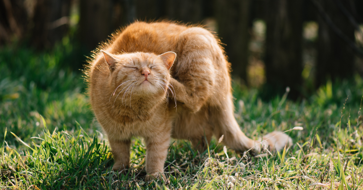Outdoor Cat Safety In Spring – Different Dangers Than Winter