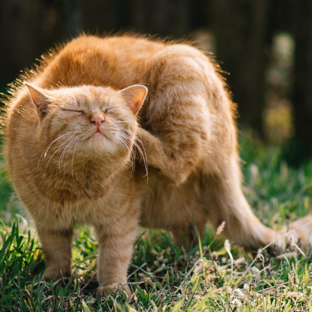 Outdoor Cat Safety In Spring – Different Dangers Than Winter