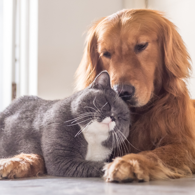 Springtime Checklist For Dogs And Cats – Home And Travel