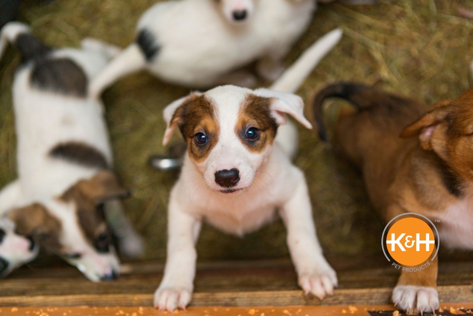 8 Puppy Tips for the First Week — K&H Pet Products 8 Puppy Tips for the First Week — K&H Pet Products