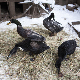 Caring for ducks in winter doesn't have to be complicated, but it is important to take the right steps when temps get cold.