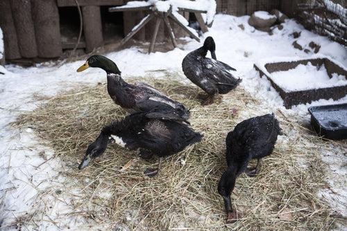 Caring for ducks in winter doesn't have to be complicated, but it is important to take the right steps when temps get cold.