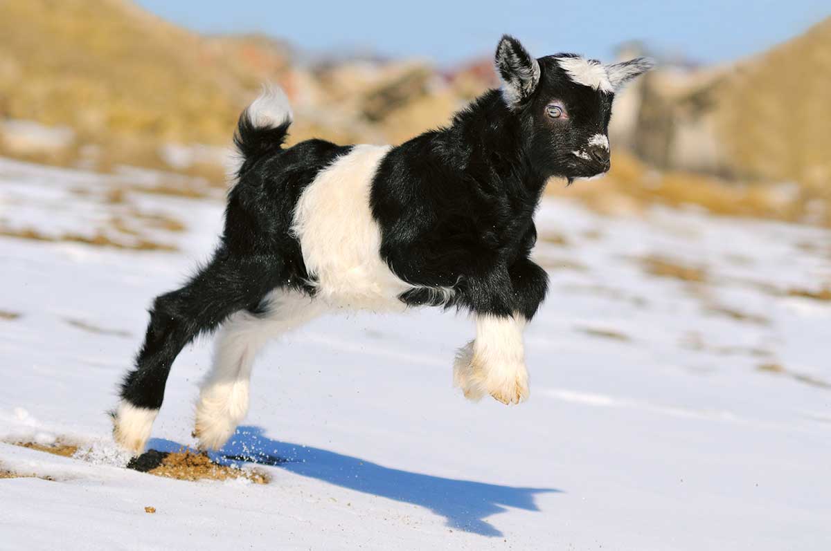 Goats can handle pretty cold temperatures, but they need a little help when it gets closer to freezing.