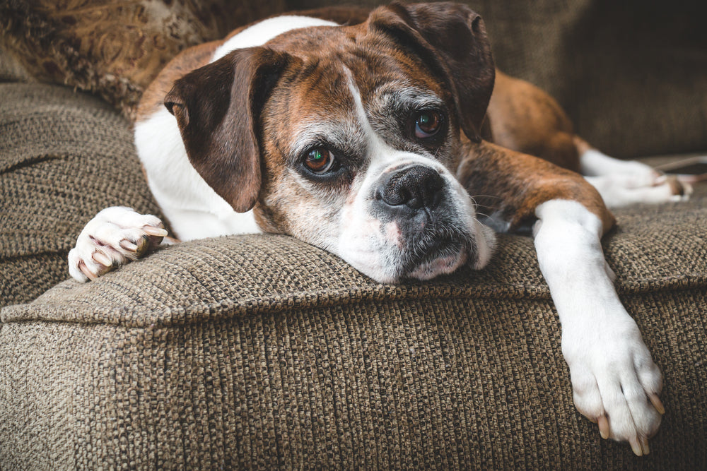 Finding the perfect pet steps or stairs for your dog or cat takes research and time.