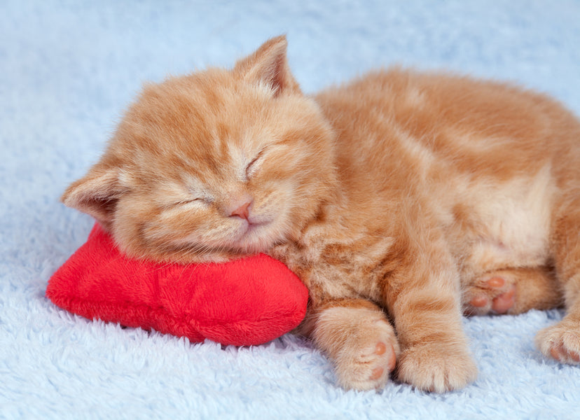 Where should my kitten sleep on the first night? — K&H Pet Products