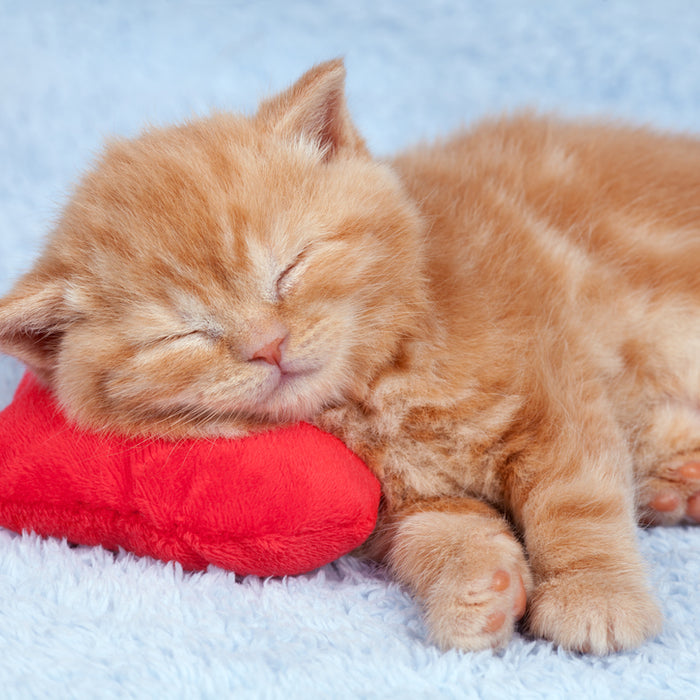 Where should your new kitten sleep on the first night? Discover the answer and 6 handy tips for keeping your kitten comfy.